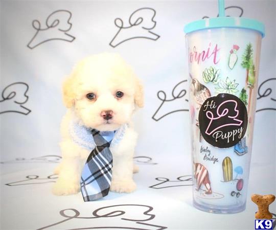 lvpuppyheaven Picture 2